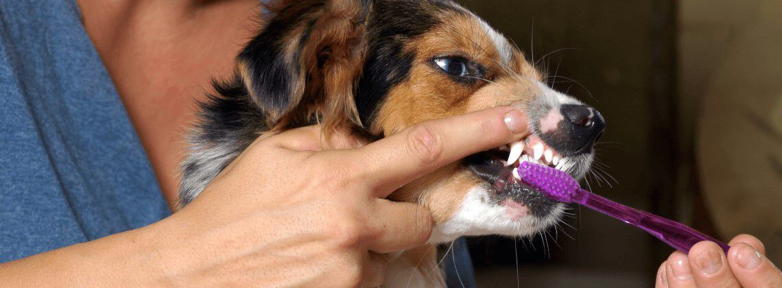 Tanden poetsen van je hond